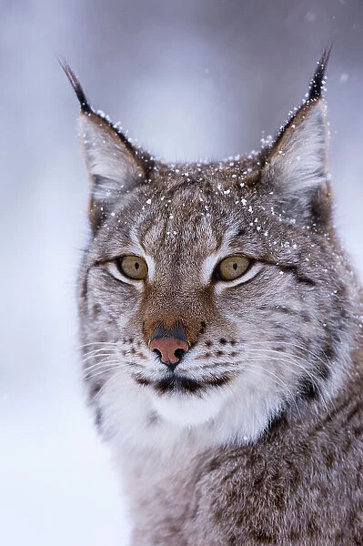 Close-up portrait of a European lynx. Polar Park, Bardu, Troms, Norway