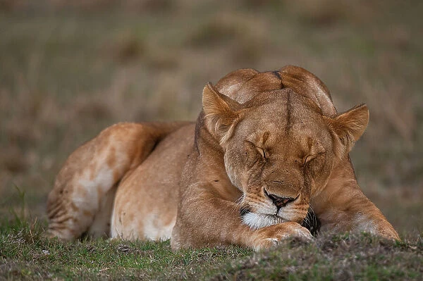 Close-up portrait of a lioness, Panthera leo, sleeping. Masai Mara National Reserve, Kenya