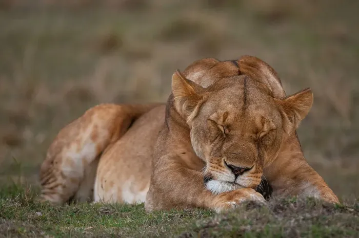 Framed Print : Close-up portrait of a lioness, Panthera leo, sleeping. Masai Mara National Reserve, Kenya Framed Print : Close-up portrait of a lioness, Panthera leo, sleeping. Masai Mara National Reserve, Kenya