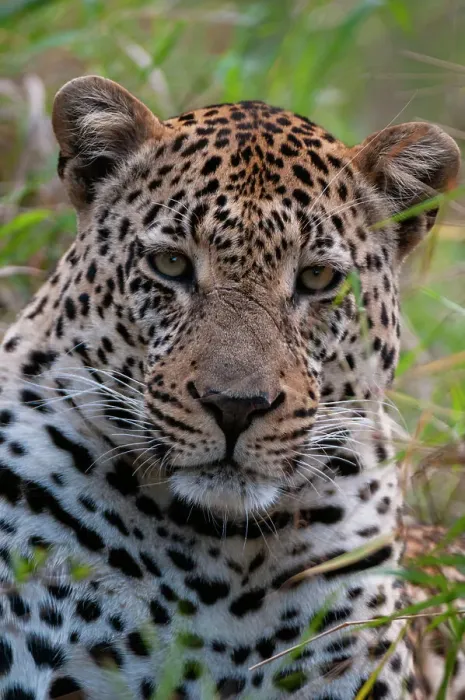 Framed Print : Close-up portrait of a male leopard, Panthera pardus. Mala Mala Game Reserve, South Africa Framed Print : Close-up portrait of a male leopard, Panthera pardus. Mala Mala Game Reserve, South Africa
