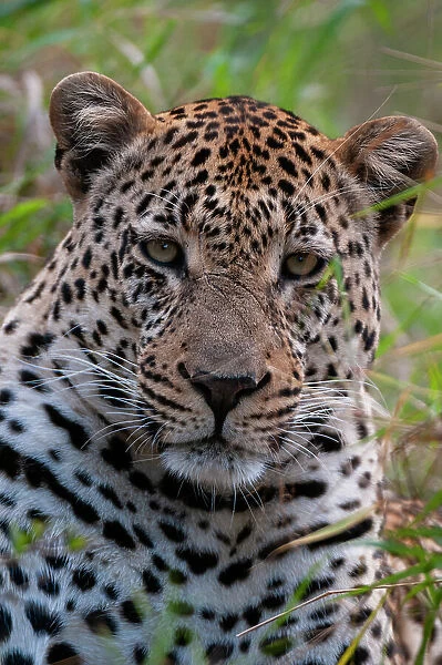 Close-up portrait of a male leopard, Panthera pardus. Mala Mala Game Reserve, South Africa
