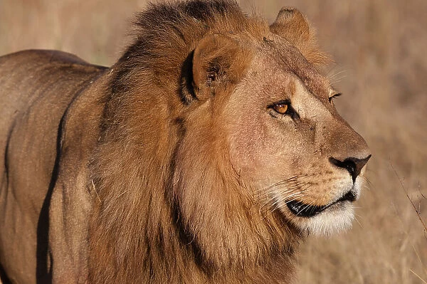 Close-up portrait of a male lion, Panthera leo. Chief Island, Moremi Game Reserve, Okavango Delta, Botswana