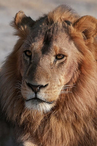 A Close-up portrait of a male lion, Panthera leo. Chief Island, Moremi Game Reserve, Okavango Delta, Botswana