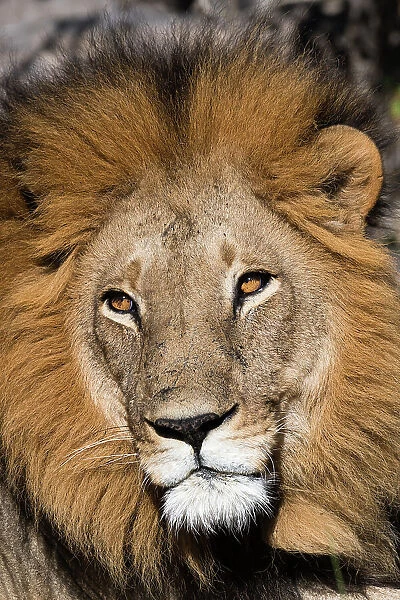 Close-up portrait of a male lion, Panthera leo. Moremi Game Reserve, Okavango Delta, Botswana