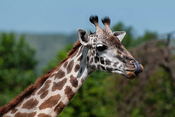 Close-up portrait of a Masai giraffe, Giraffa camelopardalis. Masai Mara National Reserve, Kenya