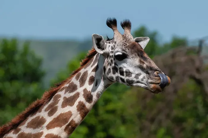 Framed Print : Close-up portrait of a Masai giraffe, Giraffa camelopardalis. Masai Mara National Reserve, Kenya Framed Print : Close-up portrait of a Masai giraffe, Giraffa camelopardalis. Masai Mara National Reserve, Kenya