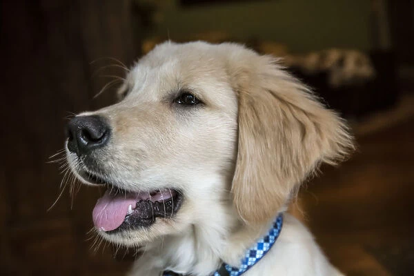 Close-up portrait of a four month old Golden Retriever puppy. (PR)