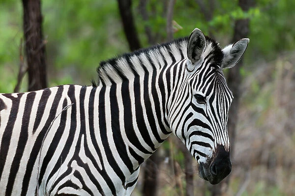 Close-up portrait of a plains or Burchell's zebra, Equus burchellii. Khwai Concession Area, Okavango, Botswana