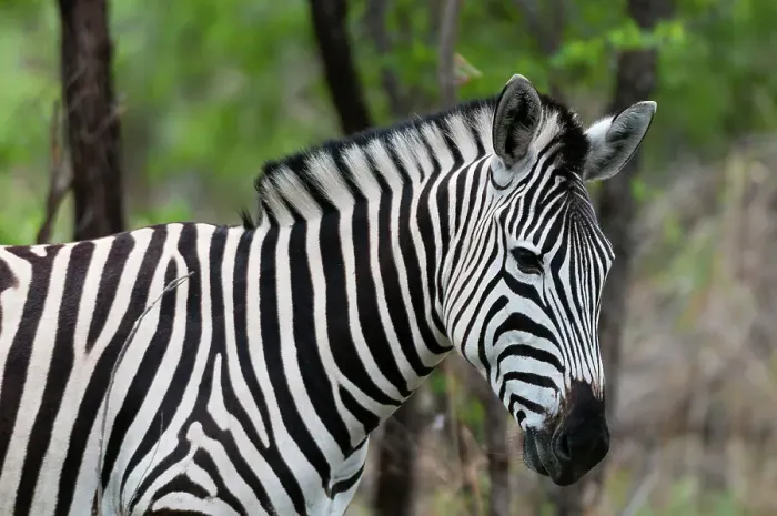 Framed Print : Close-up portrait of a plains or Burchell's zebra, Equus burchellii. Khwai Concession Area, Okavango, Botswana