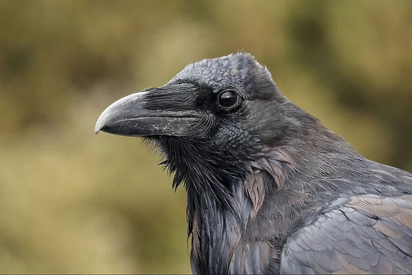 Close-up portrait of a Raven, Yellowstone National Park, Wyoming