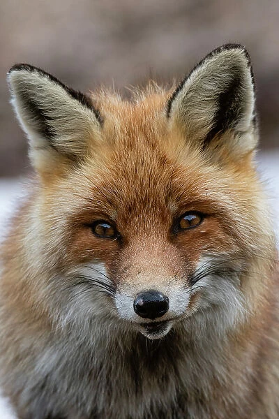 Close-up portrait of a red fox, Vulpes vulpes. looking at the camera. Aosta, Valsavarenche, Gran Paradiso National Park, Italy