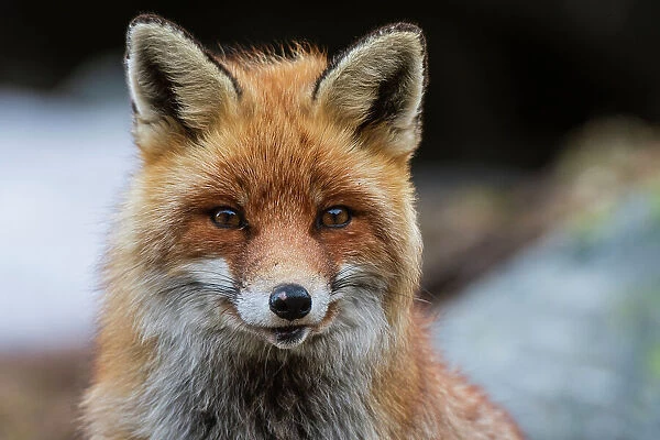 Close-up portrait of a red fox, Vulpes vulpes. looking at the camera. Aosta, Valsavarenche, Gran Paradiso National Park, Italy