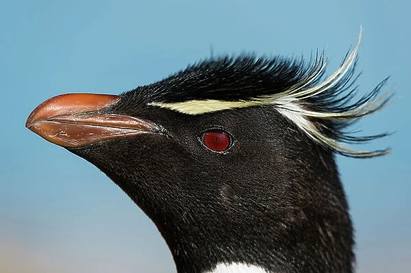 Close-up portrait of a rockhopper penguin, Eudyptes chrysocome. Pebble Island, Falkland Islands