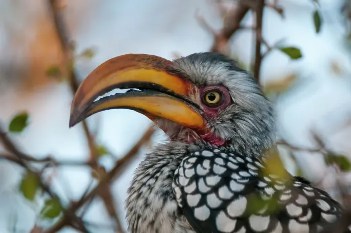 Framed Print : Close-up portrait of a southern yellow-billed hornbill, Tockus leucomelas. Central Kalahari Game Reserve, Botswana Framed Print : Close-up portrait of a southern yellow-billed hornbill, Tockus leucomelas. Central Kalahari Game Reserve, Botswana