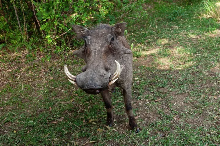 Framed Print : A Close-up portrait of a warthog, Phacochoerus africanus. Masai Mara National Reserve, Kenya Framed Print : A Close-up portrait of a warthog, Phacochoerus africanus. Masai Mara National Reserve, Kenya