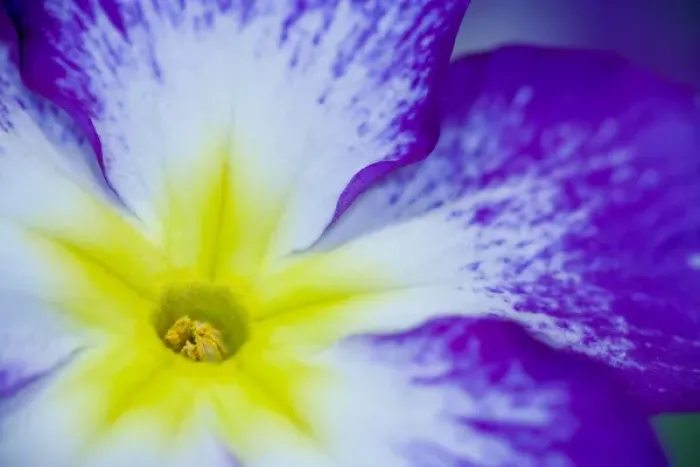 Framed Print : Close-up of Primrose in yellows, whites and blue, Sammamish Washington Framed Print : Close-up of Primrose in yellows, whites and blue, Sammamish Washington