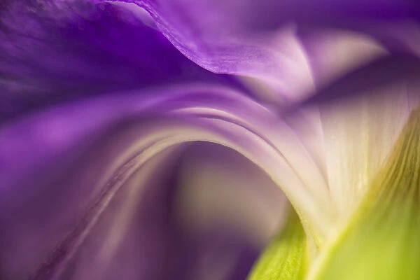 Close-up of the back of a purple carnation flower