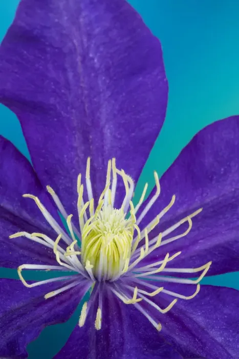 Framed Print : Close-up of purple clematis Framed Print : Close-up of purple clematis