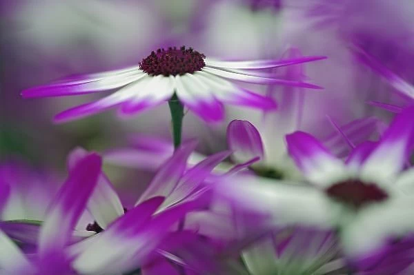 Close-up of purple flower, Keukenhof Garden, Lisse, Netherlands, Holland