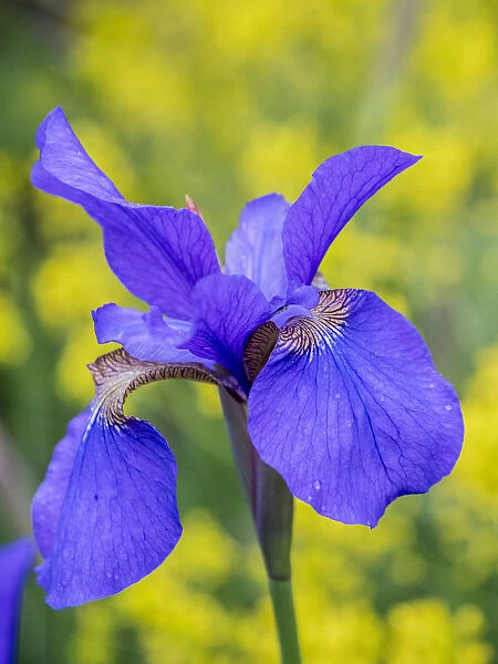 Close-up of purple iris flowers blooming outdoors