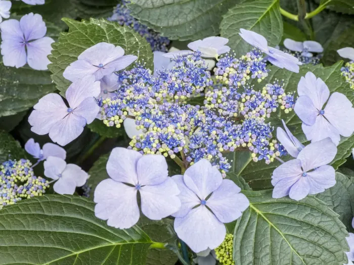 Framed Print : Close-up of a purple lacecap hydrangea