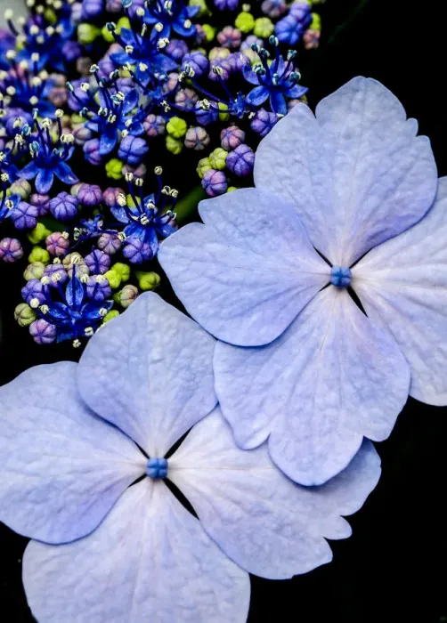 Framed Print : Close-up of a purple lacecap hydrangea