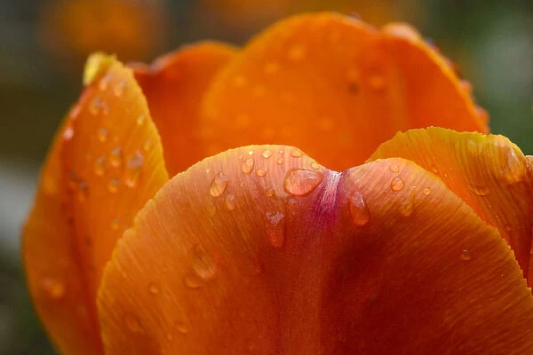 Close-up of rain droplets on orange tulip petals