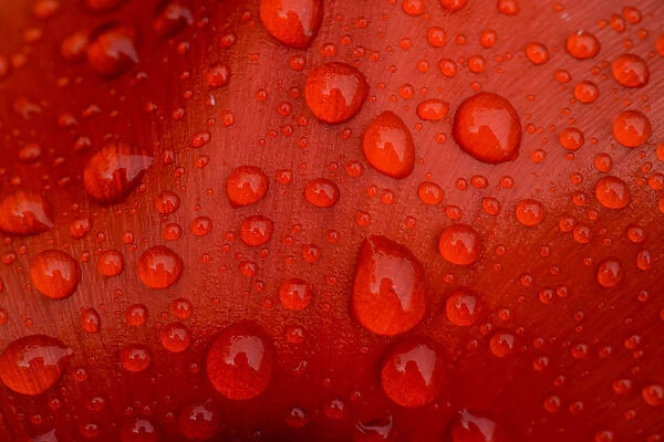 Close-up of rain droplets on red tulip petal