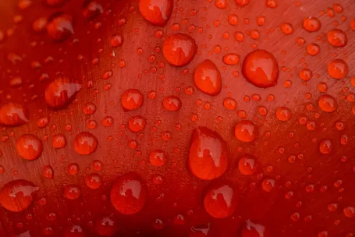 Framed Print : Close-up of rain droplets on red tulip petal Framed Print : Close-up of rain droplets on red tulip petal