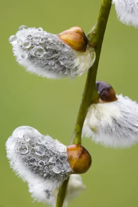 Framed Print : Close-up of rain drops on pussy willows. Credit as: Don Paulson / Jaynes Gallery / DanitaDelimont Framed Print : Close-up of rain drops on pussy willows. Credit as: Don Paulson / Jaynes Gallery / DanitaDelimont