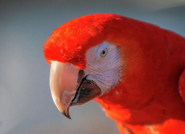 Close-up of red and blue macaw, Lotus, California, USA