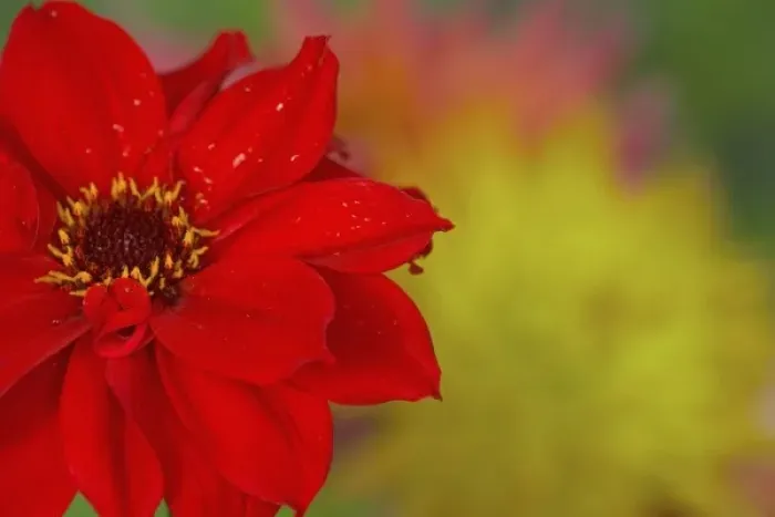 Framed Print : Close-up of red Dahlia, Sammamish Washington