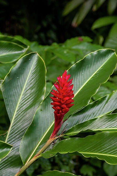 A Close-up of a red ginger flower. Dominica Island, West Indies