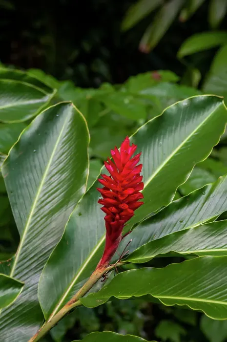 Framed Print : A Close-up of a red ginger flower. Dominica Island, West Indies