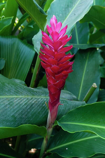 Close-up of a red ginger flower. Fregate Island, Seychelles