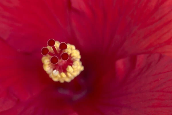 Close-up of red hibiscus flowering