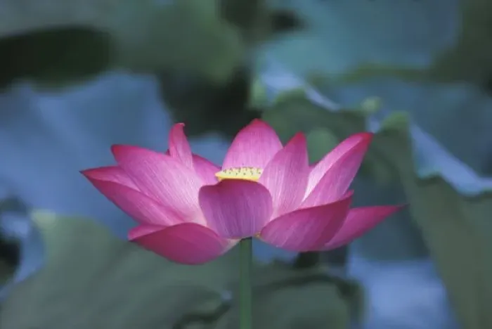 Framed Print : Close-up of red lotus flower and green leaves, Hangzhou, Zhejiang Province, China Framed Print : Close-up of red lotus flower and green leaves, Hangzhou, Zhejiang Province, China
