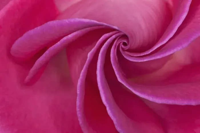 Framed Print : Close-up of red rose Framed Print : Close-up of red rose