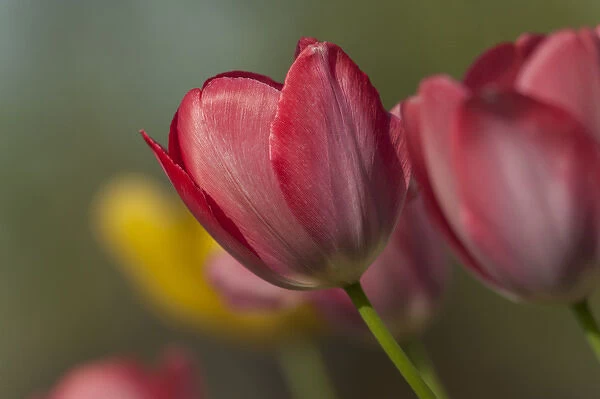 Close-up of red and yellow tulips in garden