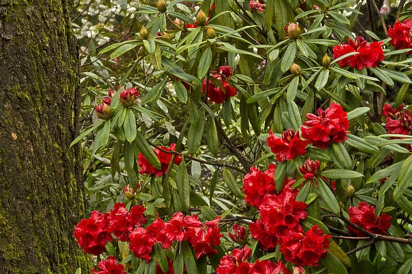 Close up; Rhododendrons; Crystal Springs Rhododendron Garden; Portland; Oregon; USA
