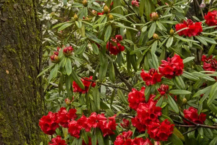 Framed Print : Close up; Rhododendrons; Crystal Springs Rhododendron Garden; Portland; Oregon; USA Framed Print : Close up; Rhododendrons; Crystal Springs Rhododendron Garden; Portland; Oregon; USA