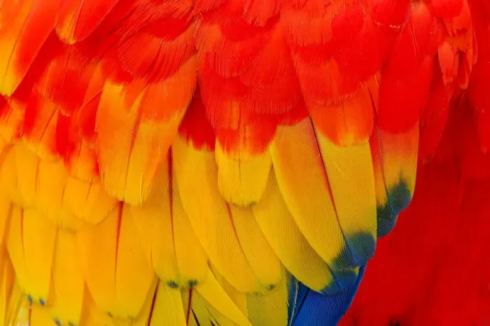 Framed Print : Close-up of scarlet macaw feathers Framed Print : Close-up of scarlet macaw feathers