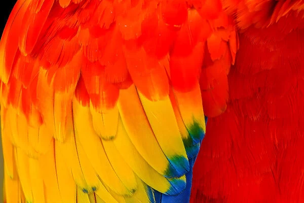 Close-up of scarlet macaw feathers