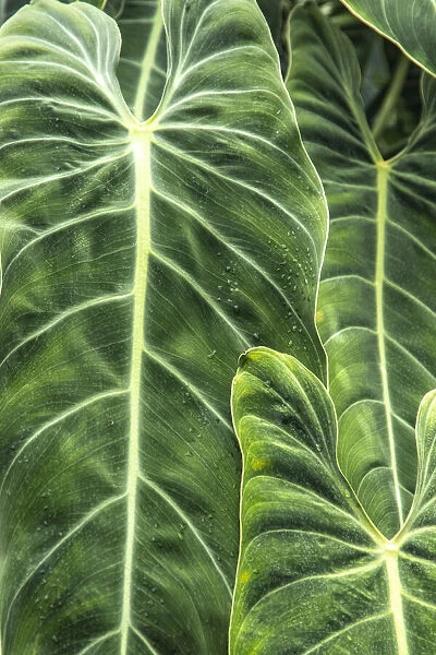 Close-up shots of the leaves from the elephant ears plant, also known as Alocasia