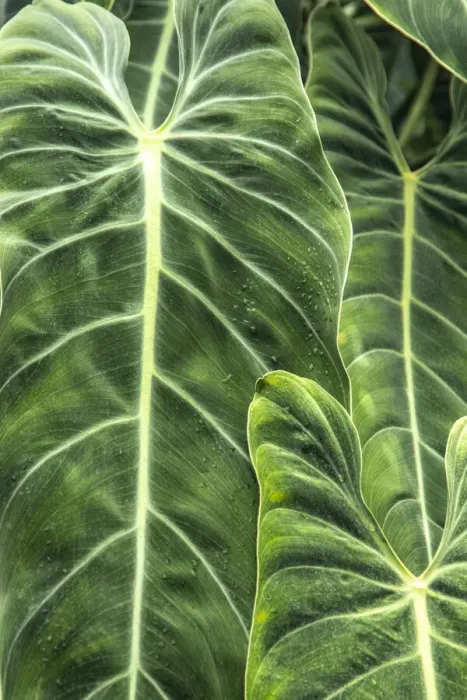 Framed Print : Close-up shots of the leaves from the elephant ears plant, also known as Alocasia Framed Print : Close-up shots of the leaves from the elephant ears plant, also known as Alocasia