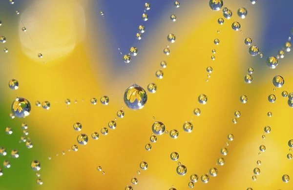 Close-up of spider web with dew drops reflecting black-eyed Susan flower