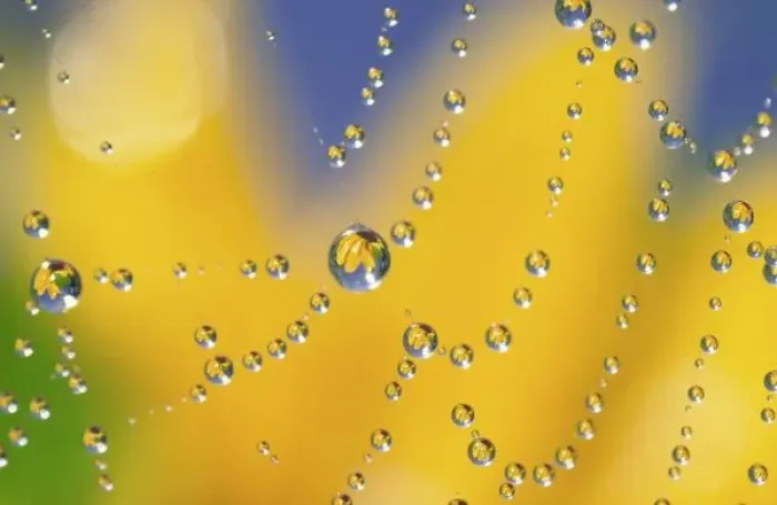 Framed Print : Close-up of spider web with dew drops reflecting black-eyed Susan flower Framed Print : Close-up of spider web with dew drops reflecting black-eyed Susan flower