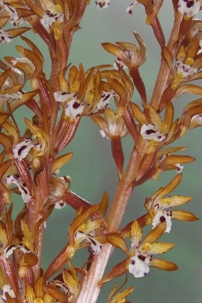 Close-up of spotted coralroot orchid