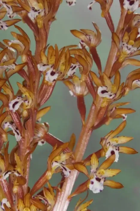Framed Print : Close-up of spotted coralroot orchid Framed Print : Close-up of spotted coralroot orchid