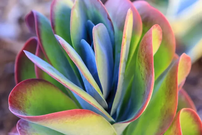 Framed Print : Close-up of succulent plants, San Diego, CA, USA